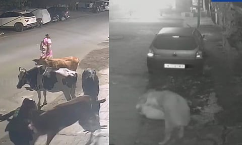 Various Stray cattle attacks in Tambaram Area (Thanthi TV)