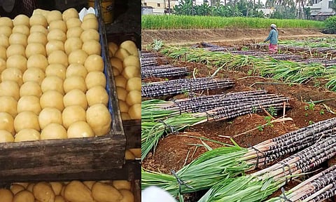 Jaggery; Sugarcane farmers