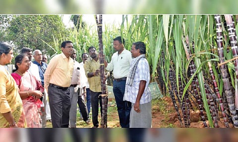 Ariyalur Collector P Rathinasamy inspecting quality of sugarcane at Jayankondam