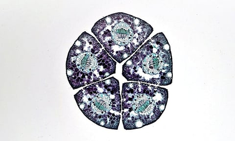 Research discovers new skeletal tissue with potential for regeneration: Study