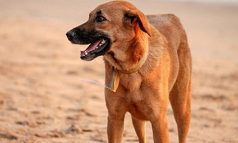 Representative image