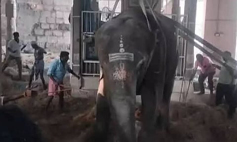 Gandhimathi elephant (Daily Thanthi)