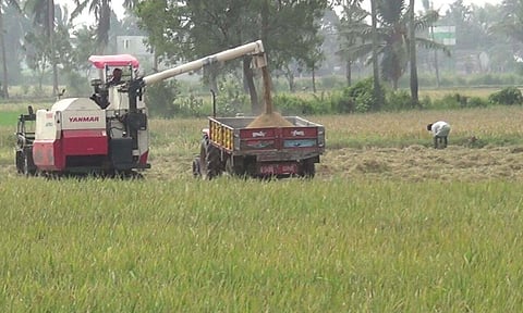 Harvest happening only in handpicked spots of the Delta region