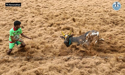 Visual from the Palamedu Jallikattu (Hemanathan M)