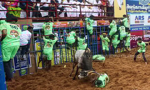 Madurai’s Alanganallur bulls charged through the arena during the 2025 Jallikattu event (Photos: Hemanathan M) 