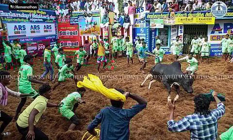 Madurai’s Alanganallur was buzzing with excitement as bulls charged through the arena during the 2025 Jallikattu event (Photos: Hemanathan M) 