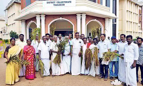 Farmers with damaged samba crops at Thanjavur collectorate on Monday 