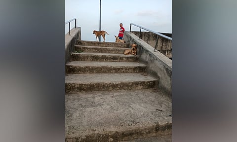 Stray dogs seen beside the Chitlapakkam Lake walkway