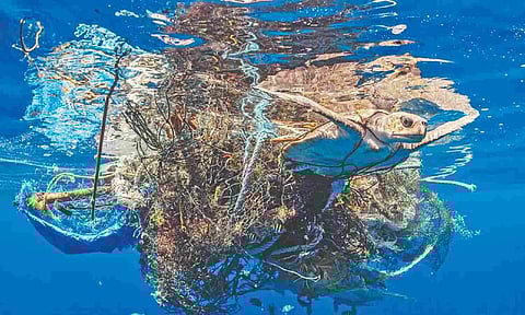 File photo of a turtle tangled in an abandoned fish net