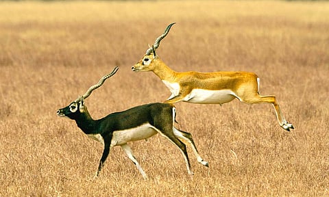 Blackbuck (Pexel image)