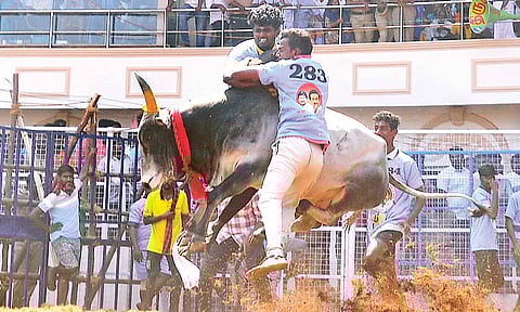 Tamers grab a bull during jallikattu action at Kalaignar Centenary Aeruthazhuvuthal arena at Kilakarai