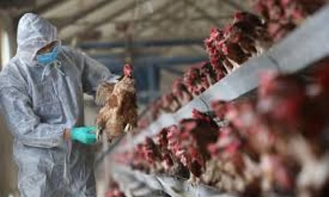 Representative Image