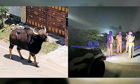 Wild gaur prowling on Kodiamman Kovil Street in Thanjavur