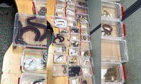 Customs seizes milk snakes, bearded dragons, gecko lizards and more at Delhi airport