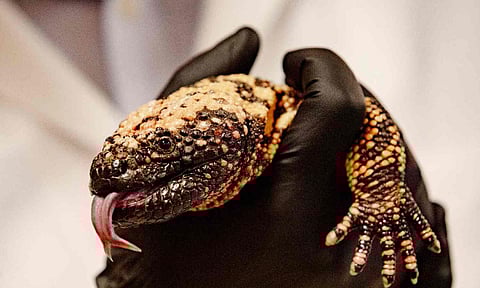 Gila monster