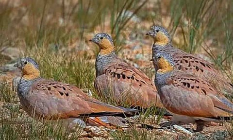 Representative Image (Thanthi TV)