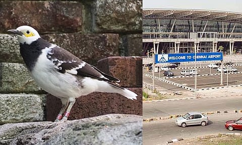 Black-collared Starling; Chennai airport
