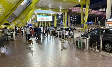 Dogs at Chennai airport