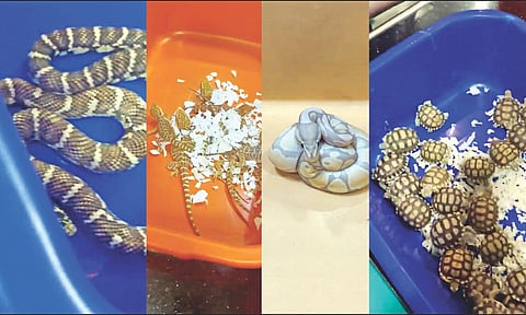 Snakes, turtles and other rare species smuggled from Bangkok