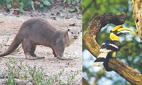 Great indian hornbill buceros bicornis