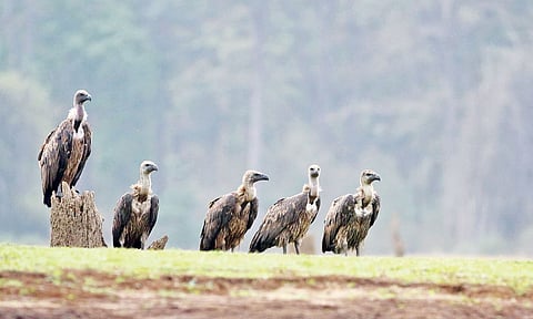 Survey shows vultures soaring high in TN 
