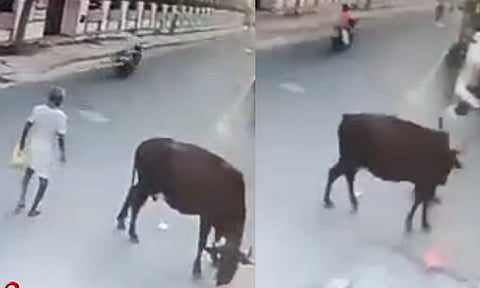 Stray cow gores ex-army man in Ambattur