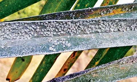 Pests produce a thick sap on surface of leaves, inhibiting plant growth and threatening coconut yields