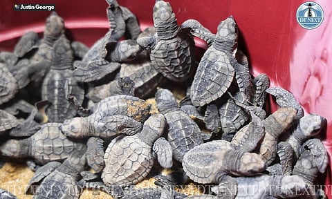  Olive Ridleys (Photo: Justin George)