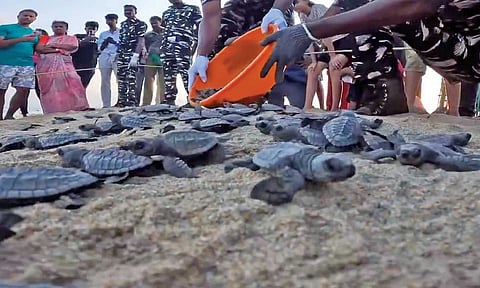 A video grab of the turtle hatchlings being released 