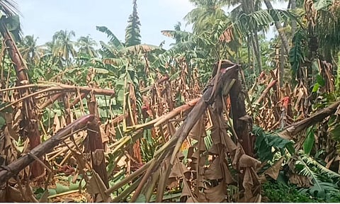 Heavy rains and winds uproot over 50,000 banana plants in Theni (Daily Thanthi)