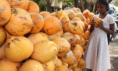 Tender coconuts in demand despite drop in yield