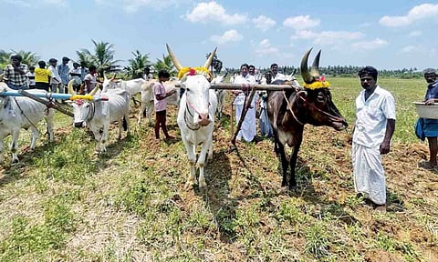 Farmers in Thanjavur conducting Nal Er Pootuthal to begin farming (file photo)