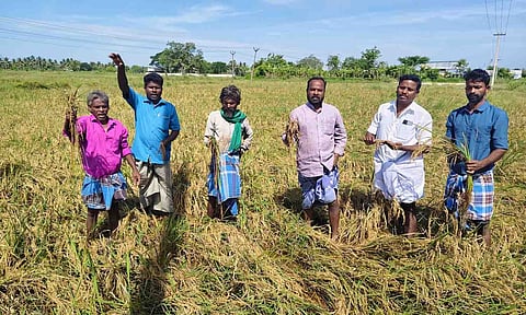Farmers protest showing damaged crop in Thanjavur
