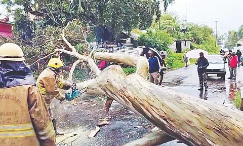 A huge tree that fell on a road in Ketti area in Coonoor blocked traffic for hours