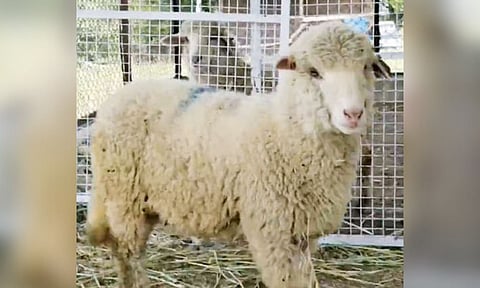 The sheep has been modified for ‘myostatin’ gene