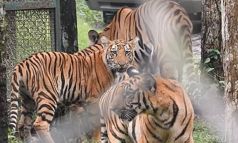 Representative Image (ANI) 