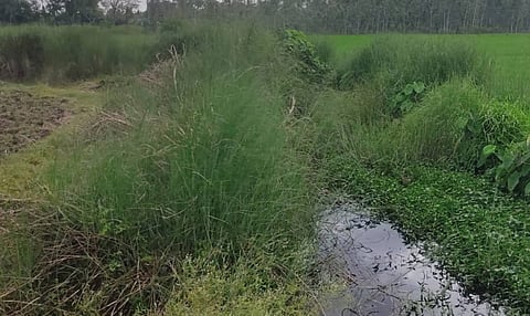 Kandagarayam canal in Thanjavur still waiting to be desilted 