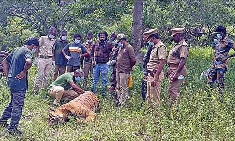 Forest officials examine the carcass of a tiger