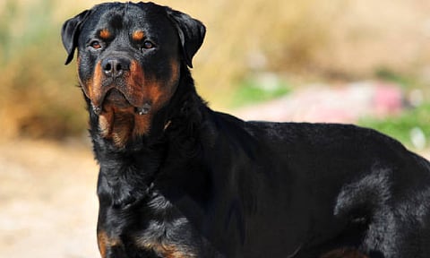 Representative image of dog