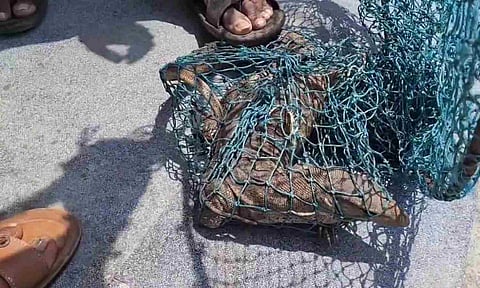 Monitor lizard captured by forest officials in Kancheepuram