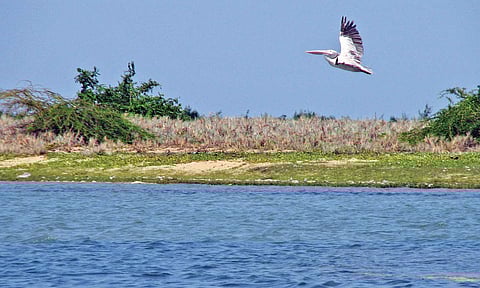 Pulicat Lake Birds Sanctuary 
