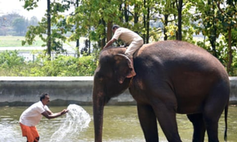 Training of TN mahouts, cavadis to commence in Thailand from today
