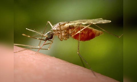 Asia-Pacific against malaria (Photo: AP)