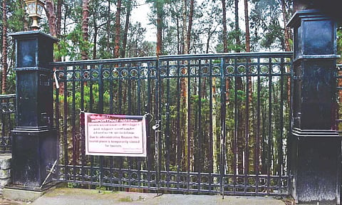 Pine forest in the Nilgiris remained closed on Tuesday