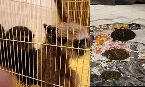 Rare African monkeys, tortoises seized at Chennai Airport