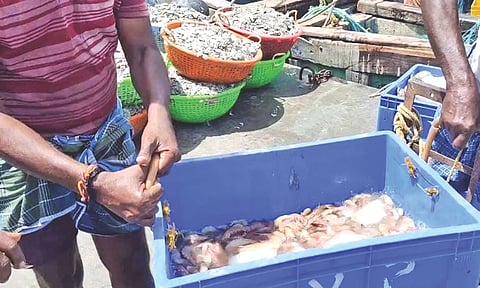 Rameswaram fishermen with their catch on Sunday