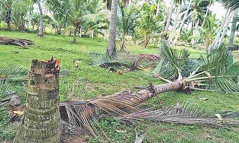 Strong winds, rain cause damage in Thanjavur