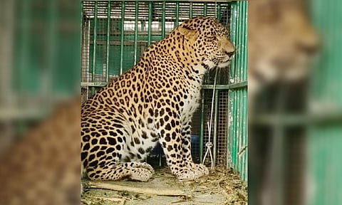 Leopard that mauled four-year-old girl in Valparai 