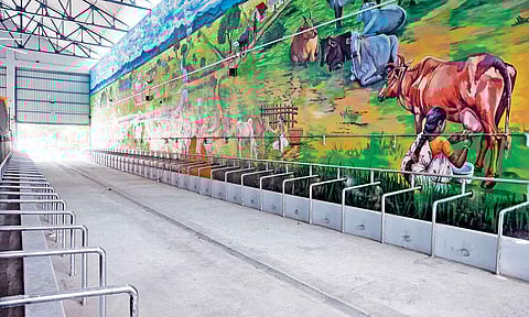 Empty cattle shed at Moolakothalam, Royapuram (Photo: Hemanathan M) 