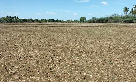 Land ready for cultivation in Thanjavur 